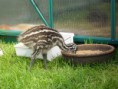 Emu Chicks